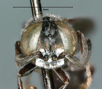 Media type: image;   Entomology 25699 Aspect: head frontal view